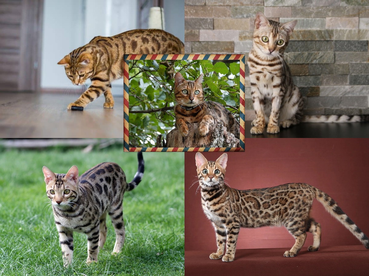 A collage of Bengal cat filial generations